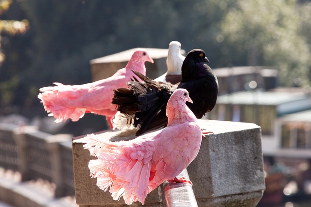 仅在关键传 仅在关键传